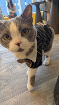 猫カフェモカ 京都河原町店に投稿された画像（2025/10/5）