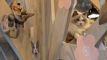 猫カフェモカ 京都河原町店に投稿された画像（2025/10/5）