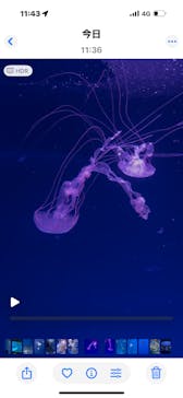 新江ノ島水族館に投稿された画像（2025/10/5）