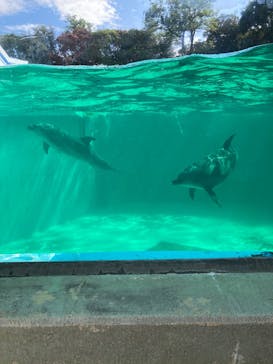 しながわ水族館に投稿された画像（2025/10/5）