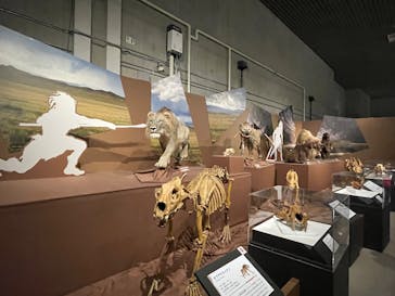 特別展「氷河期展 〜人類が見た4万年前の世界〜」（国立科学博物館）に投稿された画像（2025/10/5）