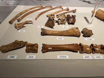 特別展「氷河期展 〜人類が見た4万年前の世界〜」（国立科学博物館）に投稿された画像（2025/10/5）