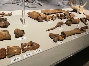 特別展「氷河期展 〜人類が見た4万年前の世界〜」（国立科学博物館）に投稿された画像（2025/10/5）