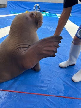 大分マリーンパレス水族館 「うみたまご」に投稿された画像（2025/10/5）
