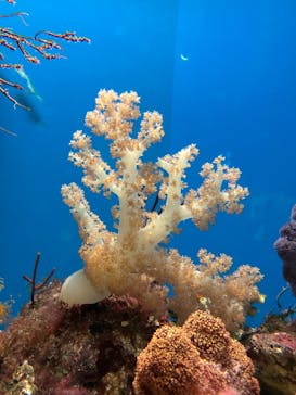 しながわ水族館に投稿された画像（2025/10/5）