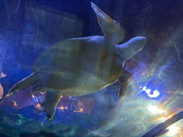 しながわ水族館に投稿された画像（2025/10/5）