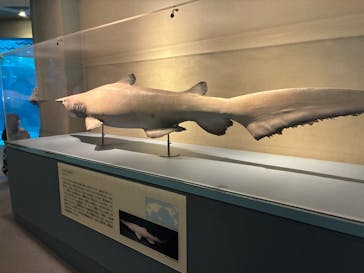 しながわ水族館に投稿された画像（2025/10/5）