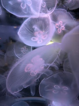 四国水族館に投稿された画像（2025/10/5）