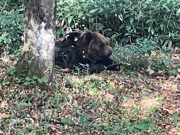 サホロリゾート　ベア･マウンテンに投稿された画像（2025/10/5）