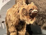 特別展「氷河期展 〜人類が見た4万年前の世界〜」（国立科学博物館）に投稿された画像（2025/10/5）