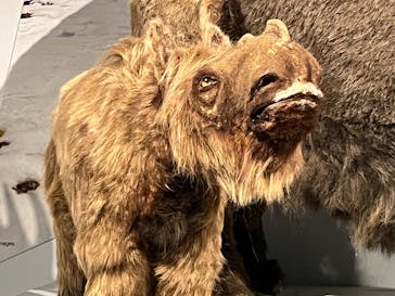 特別展「氷河期展 〜人類が見た4万年前の世界〜」（国立科学博物館）に投稿された画像（2025/10/5）
