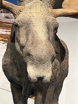 特別展「氷河期展 〜人類が見た4万年前の世界〜」（国立科学博物館）に投稿された画像（2025/10/5）