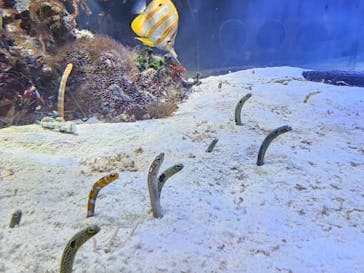 名古屋港水族館に投稿された画像（2025/10/5）