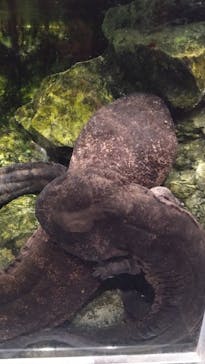 京都水族館に投稿された画像（2025/10/5）