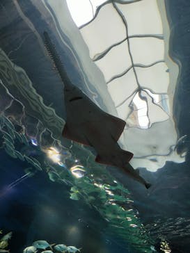 マクセル アクアパーク品川に投稿された画像（2025/10/5）