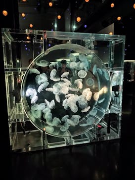 マクセル アクアパーク品川に投稿された画像（2025/10/5）