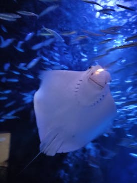 マクセル アクアパーク品川に投稿された画像（2025/10/5）