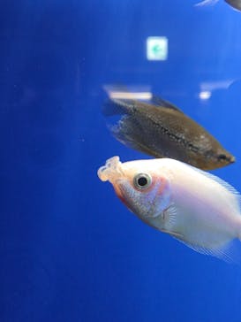 サンシャイン水族館に投稿された画像（2025/10/5）