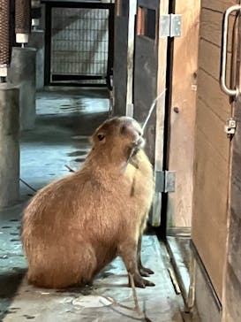静岡市立日本平動物園に投稿された画像（2025/10/5）