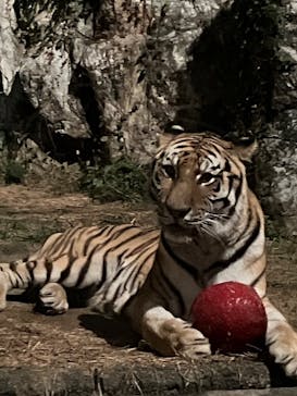 静岡市立日本平動物園に投稿された画像（2025/10/5）