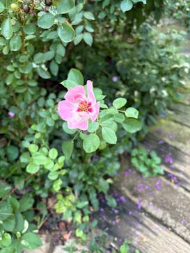 横浜イングリッシュガーデンに投稿された画像（2025/10/5）