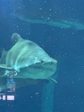 アクアワールド茨城県大洗水族館に投稿された画像（2025/10/5）