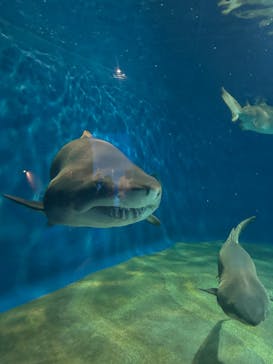 アクアワールド茨城県大洗水族館に投稿された画像（2025/10/5）