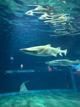 アクアワールド茨城県大洗水族館に投稿された画像（2025/10/5）