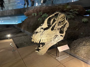 福井県立恐竜博物館に投稿された画像（2025/10/5）