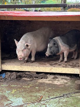 池の平ファミリーランドに投稿された画像（2025/10/5）