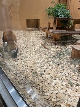 静岡市立日本平動物園に投稿された画像（2025/10/5）
