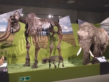 特別展「氷河期展 〜人類が見た4万年前の世界〜」（国立科学博物館）に投稿された画像（2025/10/5）