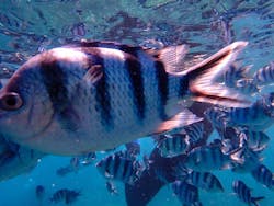 マナエンジョイダイビングに投稿された画像（2025/10/5）