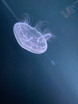 京都水族館に投稿された画像（2025/10/5）