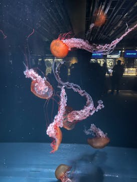 京都水族館に投稿された画像（2025/10/5）