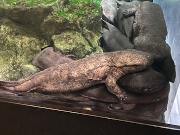 京都水族館に投稿された画像（2025/10/5）