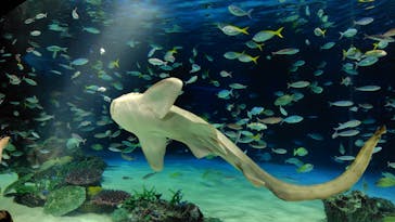 サンシャイン水族館に投稿された画像（2025/10/5）