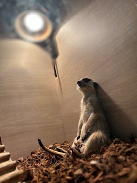 Moff animal cafe iias つくば店に投稿された画像（2025/10/5）