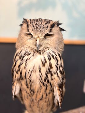 Moff animal cafe iias つくば店に投稿された画像（2025/10/5）