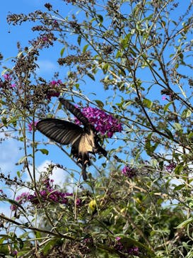 今帰仁城跡に投稿された画像（2025/10/5）