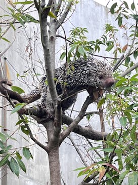 霞ケ浦 どうぶつとみんなのいえに投稿された画像（2025/10/5）