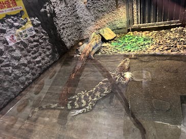 熱川バナナワニ園に投稿された画像（2025/10/5）