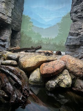 世界淡水魚園水族館　アクア・トトぎふに投稿された画像（2025/10/6）