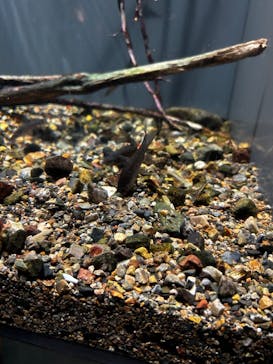 世界淡水魚園水族館　アクア・トトぎふに投稿された画像（2025/10/6）