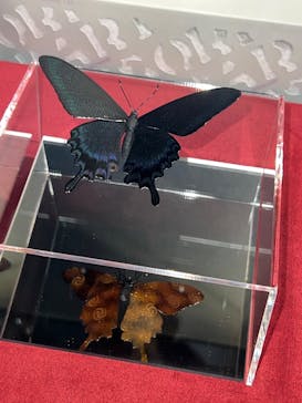 箱根ガラスの森美術館に投稿された画像（2025/10/6）