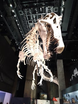 福井県立恐竜博物館に投稿された画像（2025/10/6）