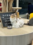 猫カフェモカ 京都河原町店に投稿された画像（2025/10/6）