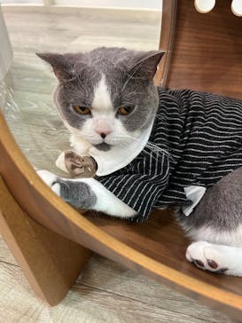 猫カフェモカ 京都河原町店に投稿された画像（2025/10/6）