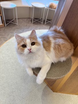 猫カフェモカららぽーと名古屋みなとアクルス店に投稿された画像（2025/10/6）