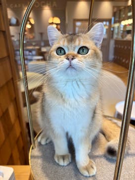 猫カフェモカららぽーと名古屋みなとアクルス店に投稿された画像（2025/10/6）